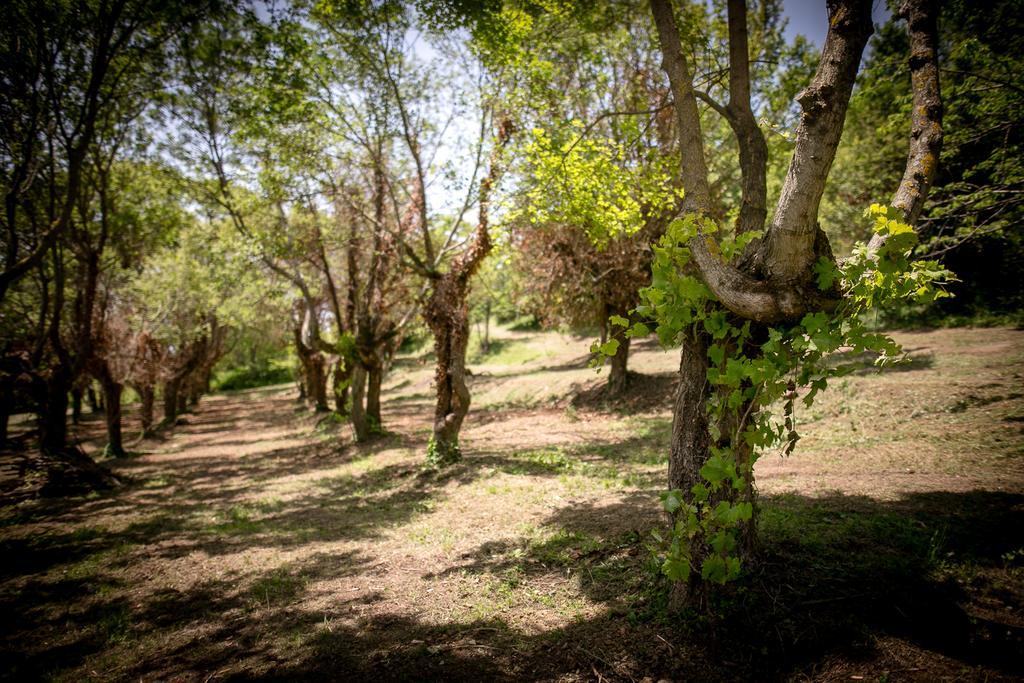 卡斯蒂里昂·菲奥伦蒂Borgo Al Teto La Vite公寓 外观 照片